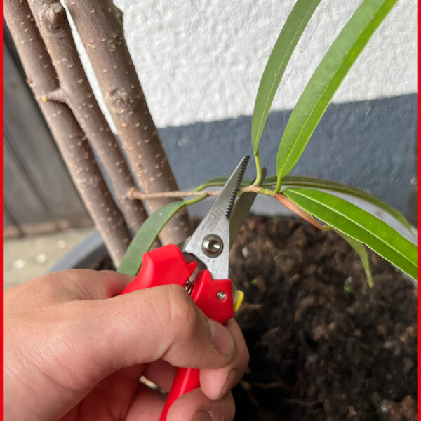 FOT_ANW_ALG_WZAL_118.0075.AW1_SALL_AING_V1